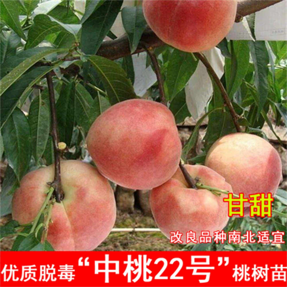 Новый Персиковое дерево Фруктовая рассада Прививка Zhongyou JinDai Желтое мясо Нектарин Хрустящее сладкое масло Рассада персика Холодостойкая посадка Фруктовая рассада