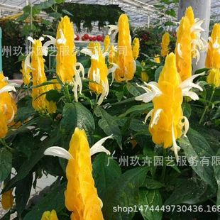 Yellow Shrimp Flower Flower Viewing Plant Flower Viewing Small Potted Ground Cover Seedling Park Landscape Greening Plant