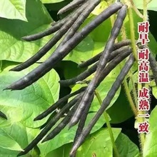 ƷNGNӸ߮aDGѿ紺ļ̨׷N