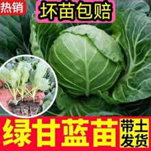 球心甘蓝秧苗白花菜松花菜西兰花苗大白菜苗四季耐寒盆栽阳台菜苗