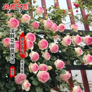 �ٱ��¼��Nޱ�����ش󻨘�����ֲ���̨��������õ�������ļ��_��