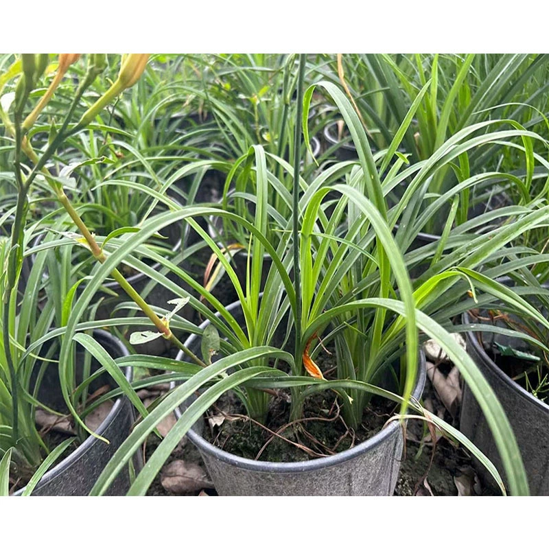 Hemerocallis 2 галлона Цветочные пограничные растения Чэнду Садоводство и садоводство Озеленение Почвопокровные растения Инженерия Рассада Цветы и деревья
