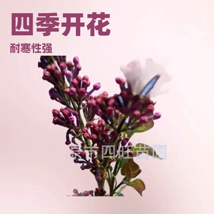 �|���|������С�~���� �ļ����� �t���϶��� ������ ������С��