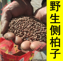 野生侧柏籽 柏子仁柏实野生侧柏树种子育苗柏籽柏松子枕头枕芯填