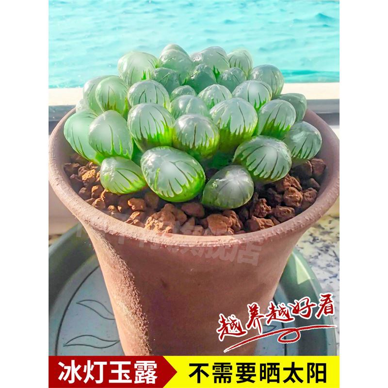 얼음등옥이슬 4-5cm [원래 화분에 담아 배송]