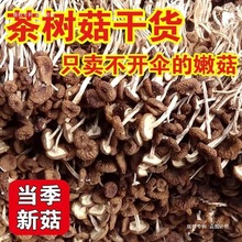 【当季新货】新鲜新货不开伞茶树菇干货实惠茶树菌煲汤毛重