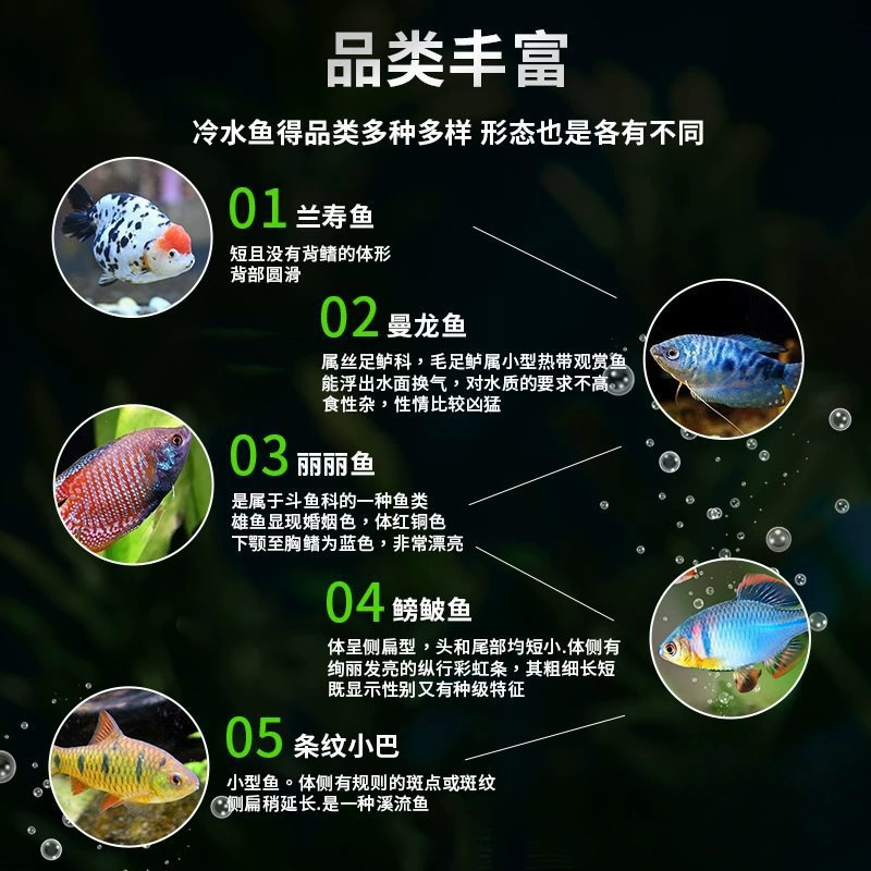 Саженцы холодноводной рыбы Yulan Shoujian, живая рыба, мелкая пресноводная, хорошее кормление, живая рыба Lili, Manlonfish