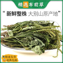 车前草干车前草茶中药材500g新鲜干货新货正品另售非野生车前子