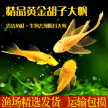 �S����Ӵ󷫺ڽ�������׳���ᎧС�͵�ˮ�~��̦��������坍�~