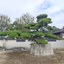 2510批发 造型 进口黑松 庭院别墅 高档景观树 宋式古建禅意园林