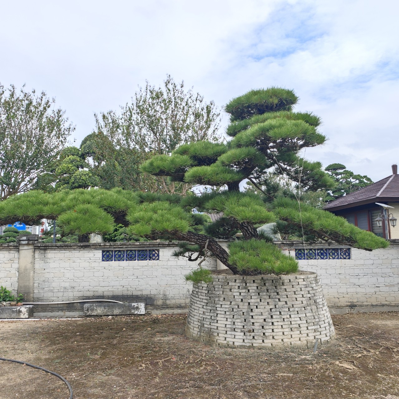2510批发 造型 进口黑松 庭院别墅 高档景观树 宋式古建禅意园林