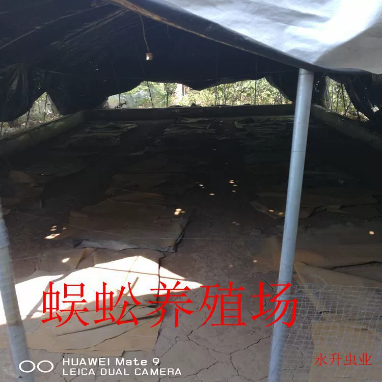 Наша фабричная многоножка с прямым управлением, общая сушеная масляная тыква, насекомое, скорпион, многоножка, почва, желтая пудра, насекомое