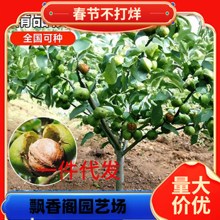 һ�����l���Ҙ���������ϱ����Nֲ�޽�8518���Ա�����Ƥɽ������