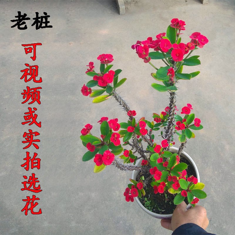 老桩小叶虎刺梅稀有品种四季开花盆栽麒麟花黄色铁海棠耐旱花卉粉 种苗花卉网