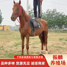 散养骑乘马 迷你设特兰马小型宠物马骑乘马白龙马小马驹现在马匹
