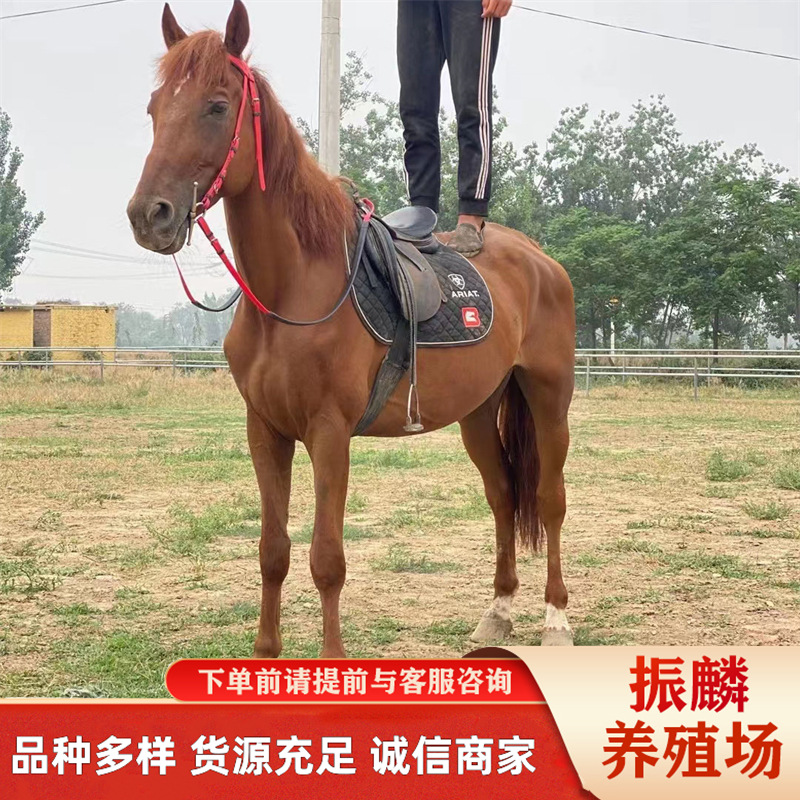 散养骑乘马 迷你设特兰马小型宠物马骑乘马白龙马小马驹现在马匹