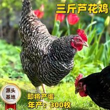 现货纯种芦花鸡苗半斤正宗黑芦花鸡半大鸡成年产蛋芦花鸡