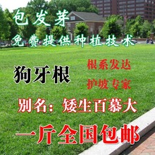 狗牙根草坪种子庭院别墅球场美国四季青种子草籽 耐寒 护坡黑麦草