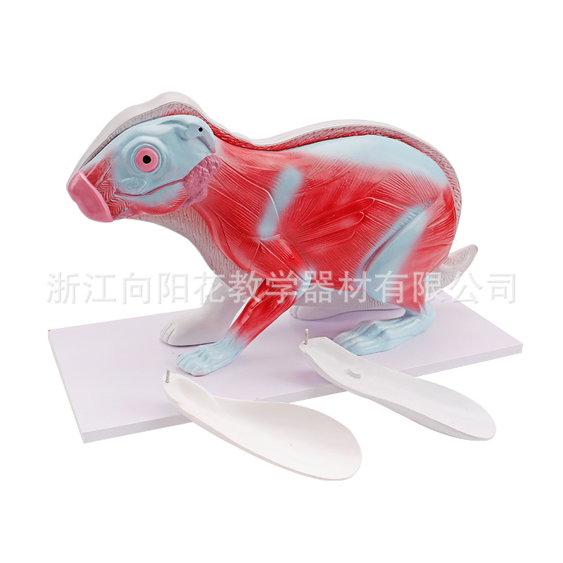 厂家直销生物教学模型3348兔解剖模型教具