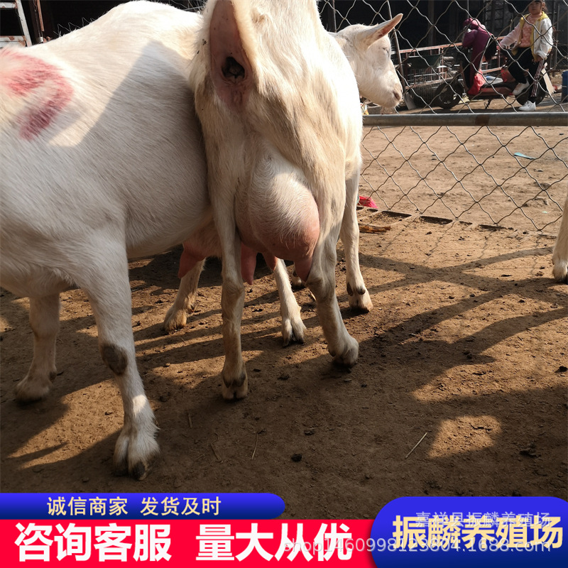 萨能奶山羊大奶盒品相好价格低萨能奶山羊头胎产奶羊二胎产奶孕羊