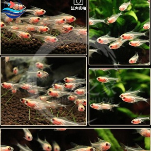 �t�ǲ������~���w͸�����~�Ꭷ�~�^�pС�Ͳݸ׵�ˮ����С�~���B�~