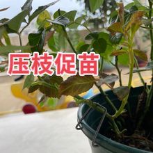 月季压枝神器压枝钩果树拉枝神器植物定型铁丝玫瑰压枝枝条固定器
