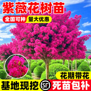 ��ޱ�����������Ϙ�ͥԺ�t��������t��ޱ���ռt�e���G���L����
