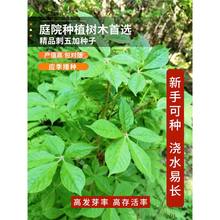 刺五加种子野生恩平簕菜苦刺心三叶五加苦甘菜榄树菜白簕花野菜籽