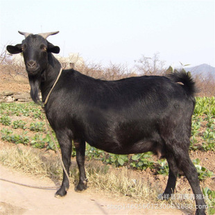 ����������������Bֳ��3�������� �Ų��d�򲨠�ɽ���ɽ���ɽ��