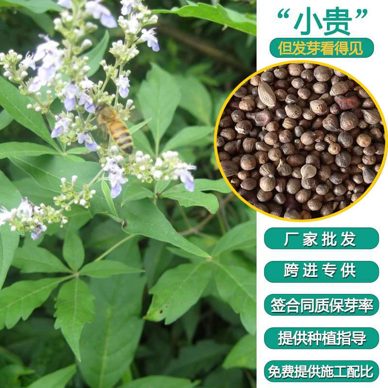 Jingtiao кустарник семена травы цветок и трава живописное место проект Greenway озеленение сад трава Семена Пакет Живая национальная доставка