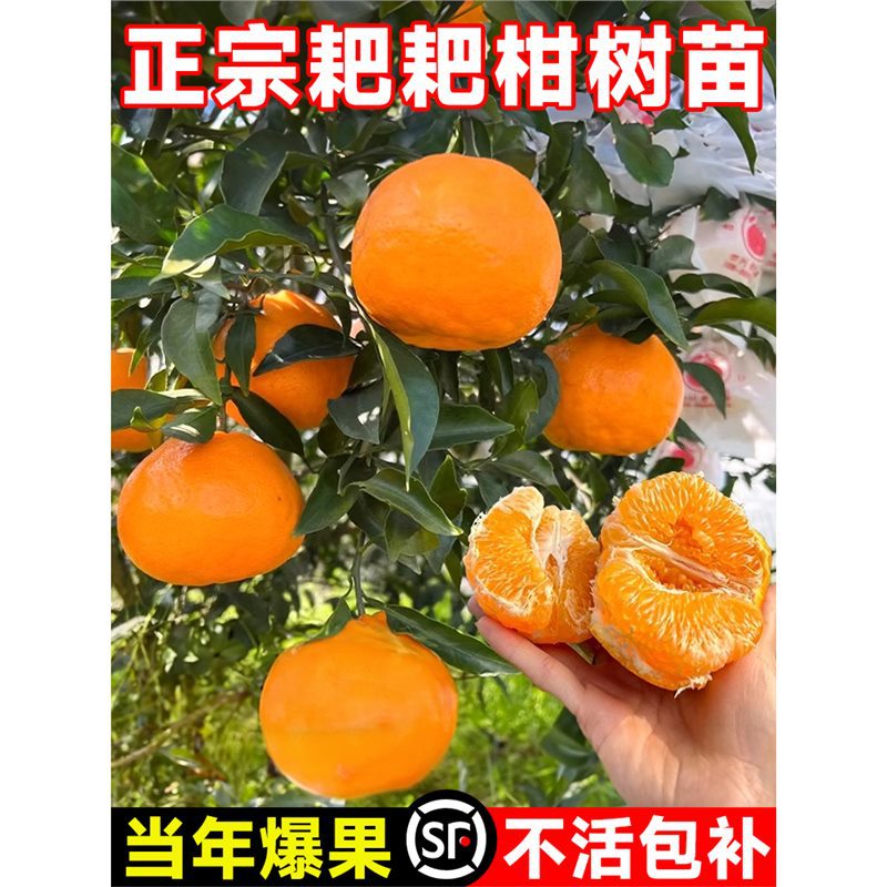 耙耙柑树苗正宗四川春见粑粑柑四季种植杷杷柑树苗盆栽橘子树果苗