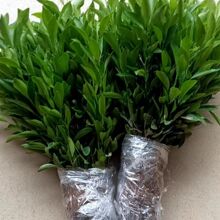 ���Ә���o��ɰ���������Ե��ԟo��ɳ�ǽ��Ϸ����������箔��Y��