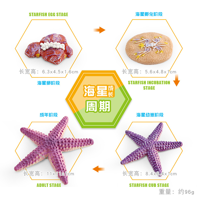 Modelo animal de simulación al por mayor de pollo pato ganso mariposa tortuga Rana ciclo de crecimiento Montessori material didáctico adornos hechos a mano