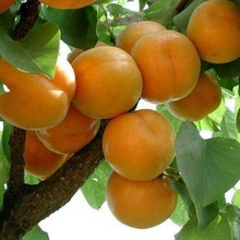 金太阳杏树苗嫁接杏子苗大黄杏树南方北方种植盆栽地栽果树苗