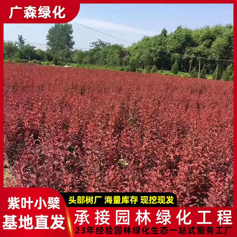 广州大型园林景观绿化灌木苗绿篱红叶小檗苗地产工程苗木基地直供