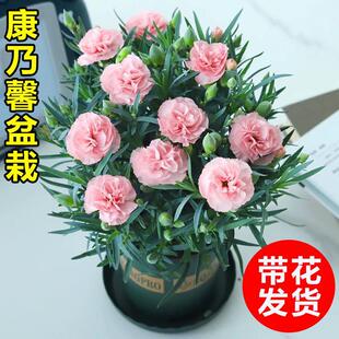 Carnation Flower Potted Plant with Buds Balcony Courtyard Potted Flower Plant Indoor Living Room Bouquet Blooms in All Seasons