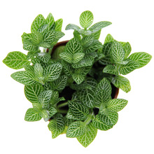 ΢���^ֲ�� ��ɫ�W�y�� ����ʹ�W�y�� 80̖�� �҃�����С����