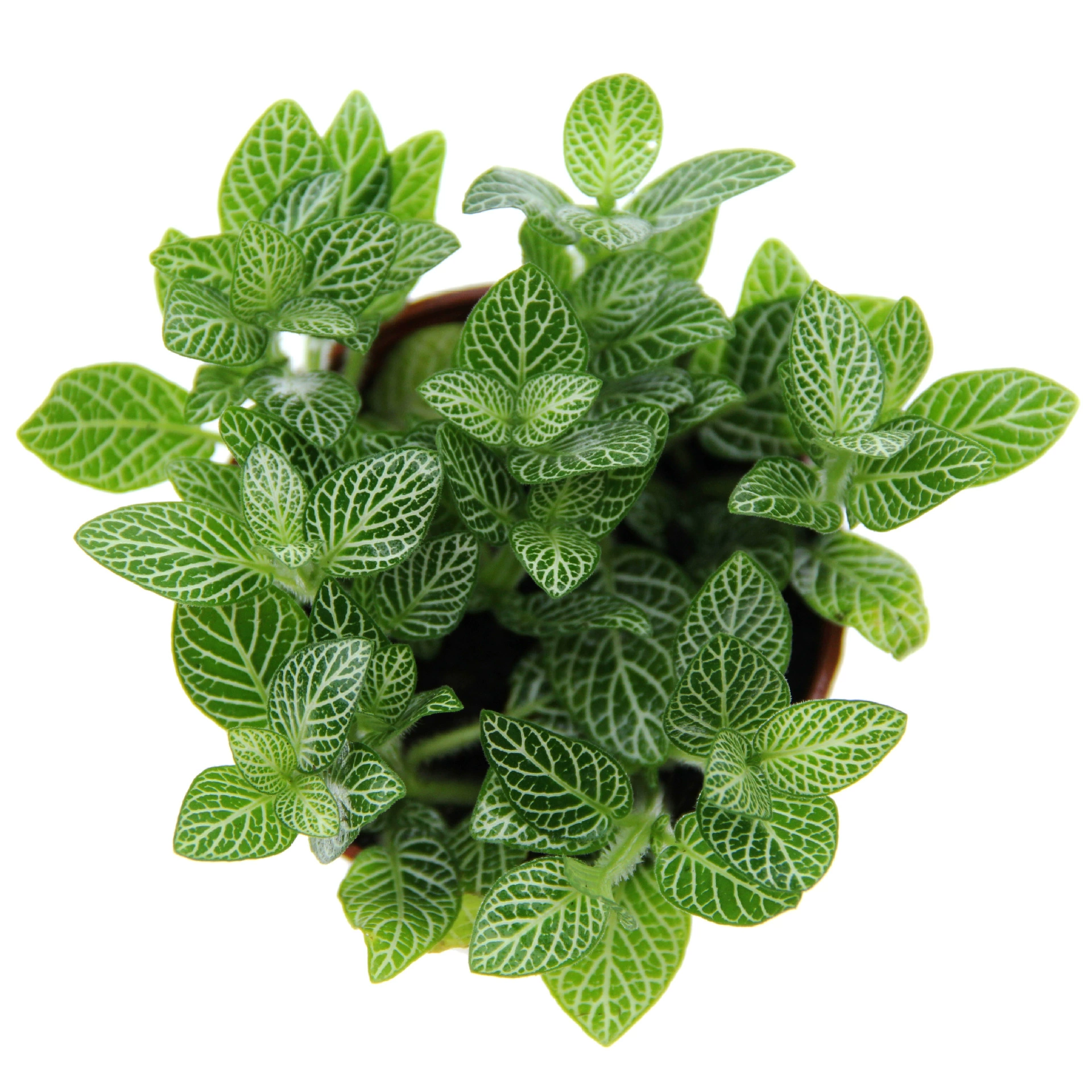 Микро ландшафтное растение Белая сетчатая трава Белый Ангел сетчатая трава 80 горшок комнатное мини-Горшечное растение