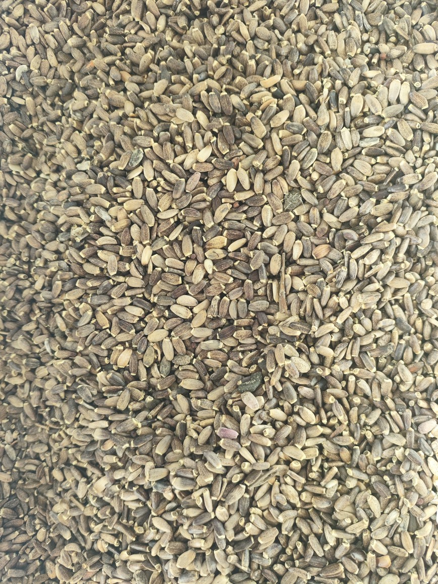 Milk Thistle Seed Powder (Silybum marianum) — Shui Fei Ji Herbal Powder, 500g quality and texture