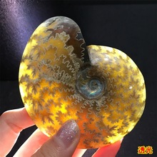 �R�_��˹����Ȼ�߲��ݻ�ʯ�D�\�ݾ�ʯ���ݹ����ﻯʯ�˱�ԭʯ��ʯ