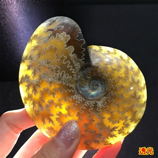 �R�_��˹����Ȼ�߲��ݻ�ʯ�D�\�ݾ�ʯ���ݹ����ﻯʯ�˱�ԭʯ��ʯ