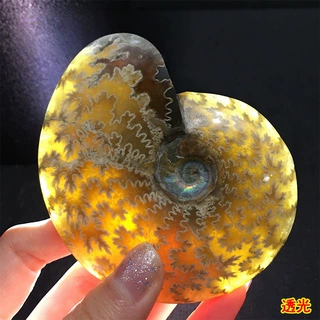 马达加斯加天然斑彩螺化石转运螺菊石海螺古生物化石标本原石化石