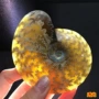 马达加斯加天然古生物斑彩螺原石