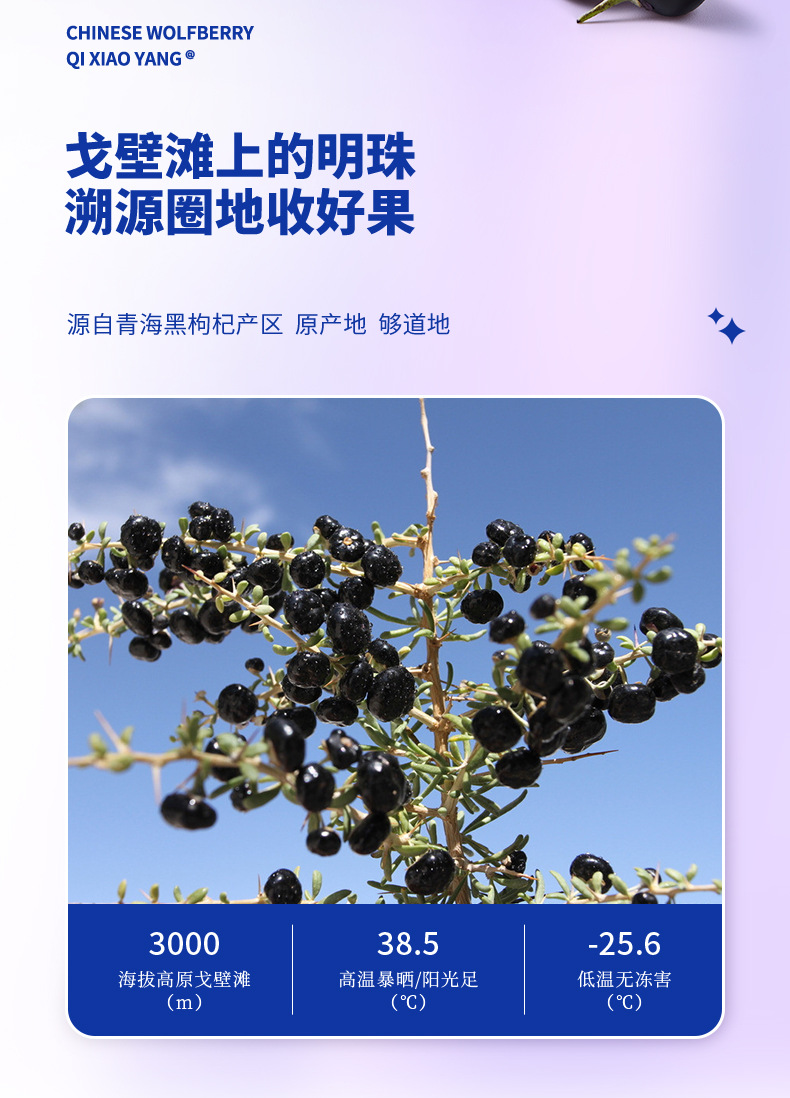 Black Goji Berry 120g Individually Packed Sachets Hei Gou Qi Zi Dried Fruit in use