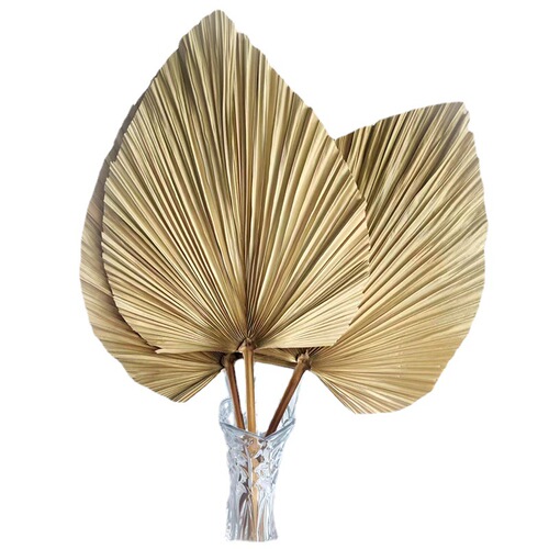 Palm Leaf Fan Manufacturer, Dry Palm Grass Home Wedding Decor Large Palm Fan Palm Leaves Plant Dry Flower Palm Leaf