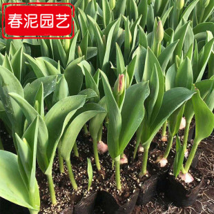 Tulip Seedlings Are Planted in the Place of Production and Supply Seed Bulbs and Seedlings in Various Colors for Cold-Season Florals