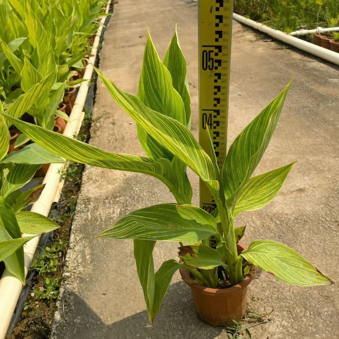 水生花叶美人蕉袋苗盆栽苗多年生观花植物四季易养适合池塘庭院内