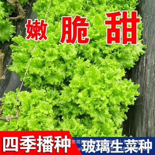 �ļ��������˷N�Ӵ������˷N�������������̨�����߲˷N���׻�