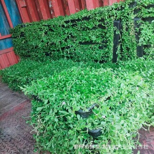 ��ƺ���Ƥ���Ҵ�������ͥԺ�����ļ�����������G��ֲ���̺