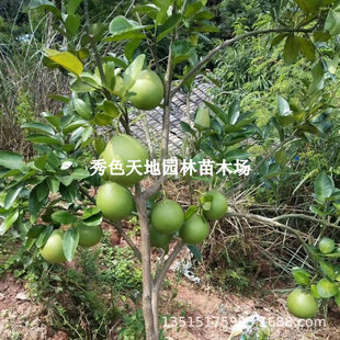 ̩���t��ʯ���ּ޽������Ә�����Ʒ�t��ʯ����Խ��������t������